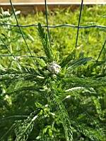 Achillee millefeuilles (prise vers Douai, Nord)(3)